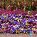 Matrix Coastal Sunrise Mix Pansy Seeds - Viola tricolor var. hortensis, 200+ Seeds for Vibrant Garden Blooms