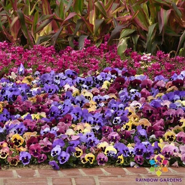 Matrix Coastal Sunrise Mix Pansy Seeds - Viola tricolor var. hortensis, 200+ Seeds for Vibrant Garden Blooms