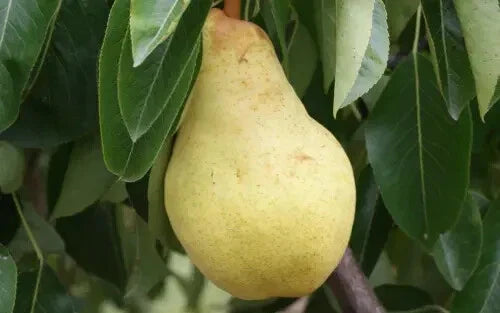 Bartlett Pear Seeds - 25+ Pyrus communis Fruit Tree Seeds for Garden Planting, Deciduous, USA Origin