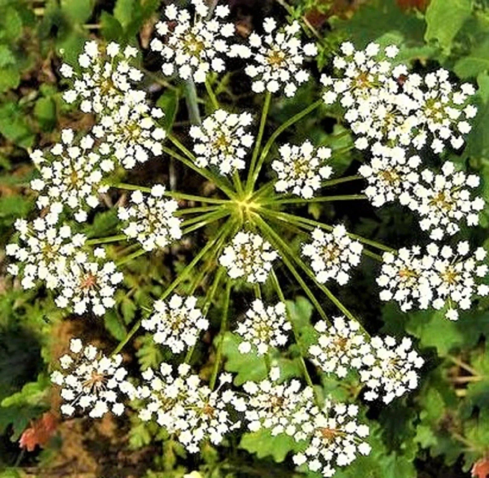 Non-GMO Anise Seeds 200+ for Planting, Culinary Herb, Aromatic Spice, Pimpinella anisum, Indoor & Outdoor Gardening