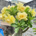 Double-Yellow Desert Rose Starter Plant Adenium Obesum Succulent Indoor Garden, Bare Root, Drought-Tolerant