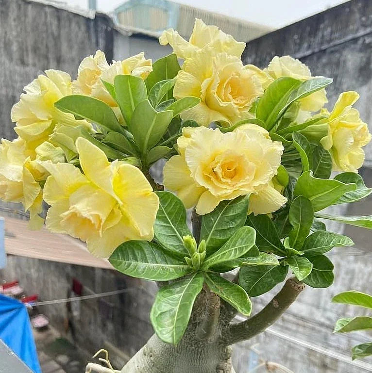 Double-Yellow Desert Rose Starter Plant Adenium Obesum Succulent Indoor Garden, Bare Root, Drought-Tolerant