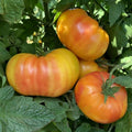 Hillbilly Tomato Seeds - Heirloom Organic Solanum lycopersicum - Rare Variety for Home Gardening, Salad & Sauce