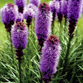 Purple Blazing Star Flower Seeds - Liatris spicata, Perennial, Butterfly Attracting, Cold Hardy, 50 Seeds
