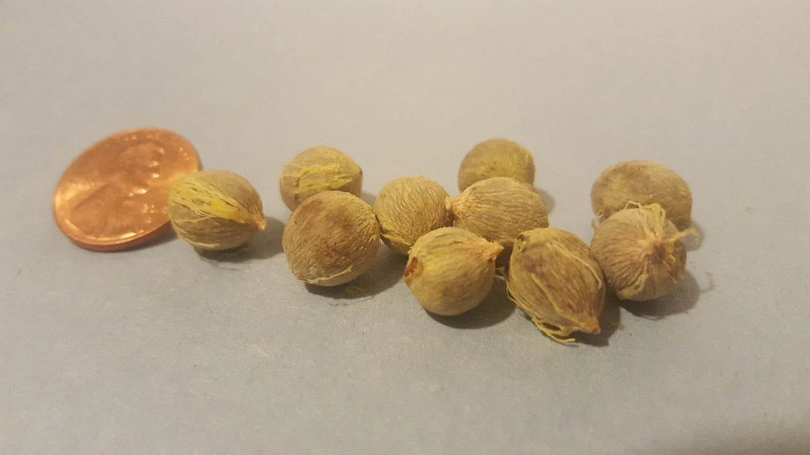 Palm Tree Seeds - 12 Pack Tropical Variety for Indoor & Outdoor Gardening - Arecaceae Family