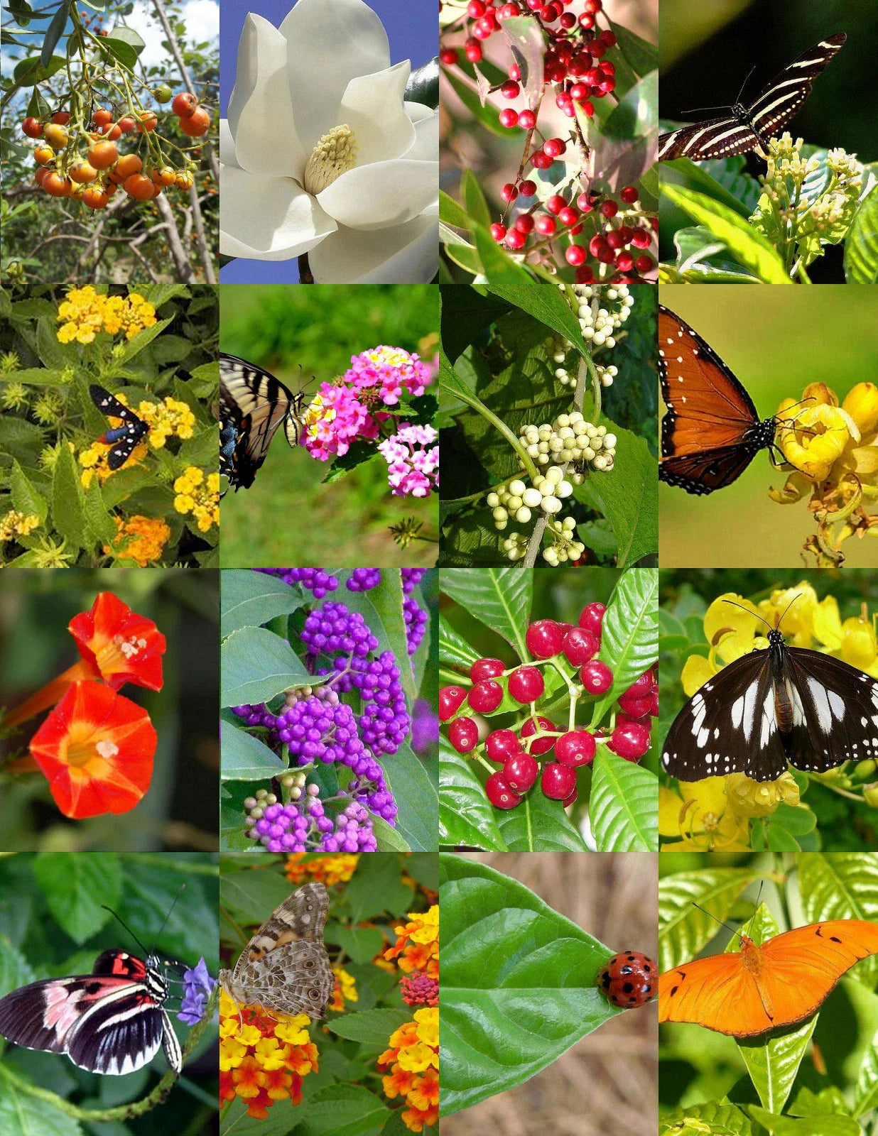 Butterfly Garden Mix Seeds - 250 Wildflower Seeds for Pollinator Attracting Flowers - Native Wildflowers for Bees & Butterflies