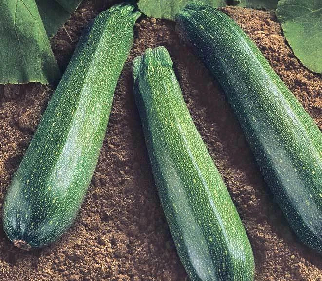 Spineless Beauty Zucchini Seeds - Cucurbita pepo, Easy-Grow Fresh Squash Seeds for Container Gardening