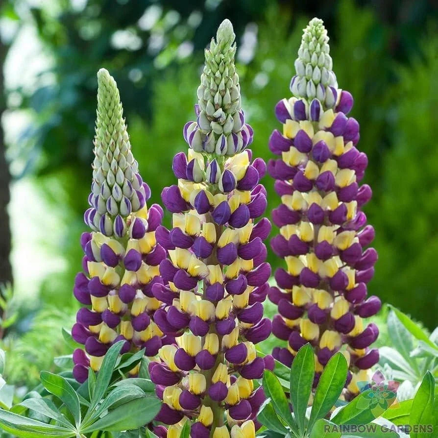 Manhattan Lights Lupine Seeds - 25+ Pack, Lupinus polyphyllus, Vibrant Multi-Color Flowers, Attracts Pollinators, USA Grown