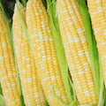 Bi-Color Sweet Corn Seeds 200 pcs Peaches and Cream Heirloom Zea mays Non-GMO for Garden & Farm