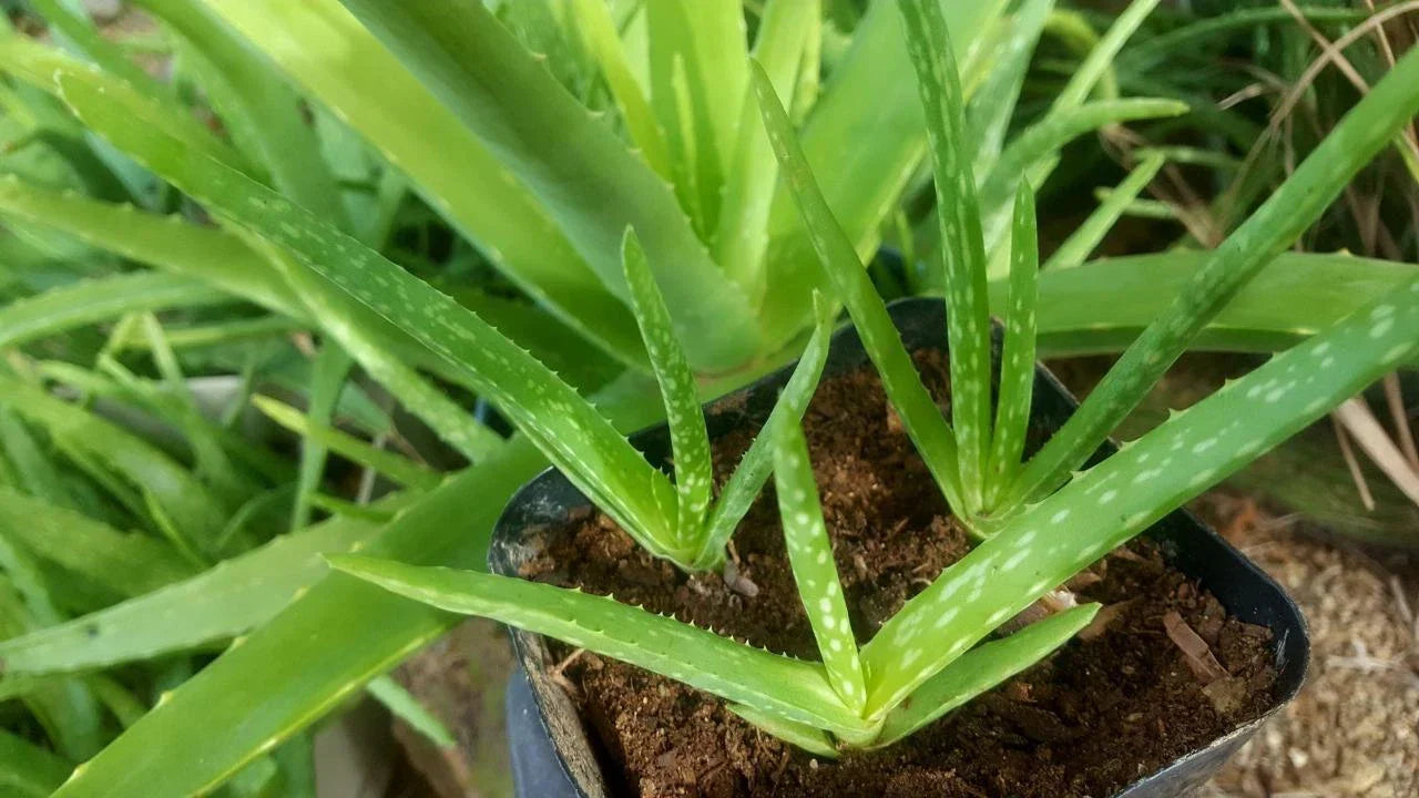 Bulk 70 Organic Aloe Vera Plants 4" Pot Aloe barbadensis Miller Medicinal Succulents for Home Garden