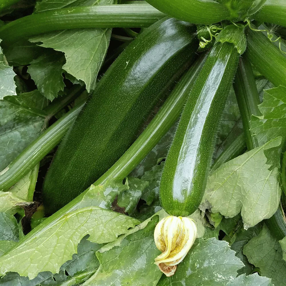 Dark Green Zucchini Seeds - Non-GMO Heirloom Cucurbita pepo, Pack of 20 for Garden & Container Growing