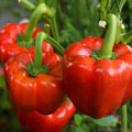 California Wonder Red Sweet Pepper Seeds – Non-GMO Capsicum annuum, 25+ Seeds for Garden Planting, Full Sun, Bushy Plant