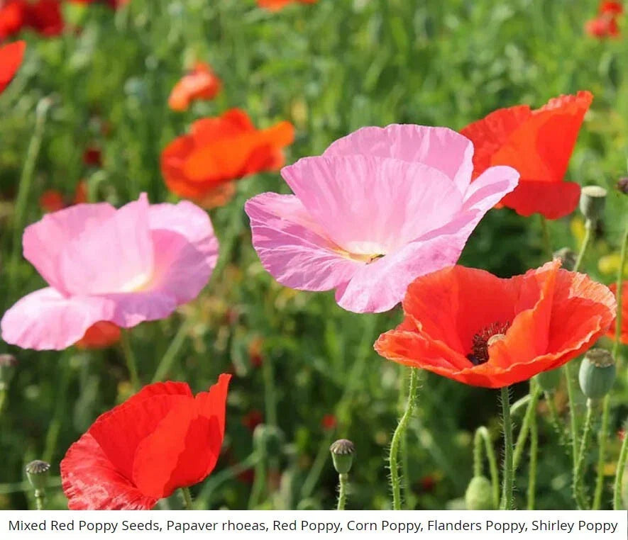 Red Poppy Seeds Mix - 1500 Seeds, American Legion, Flanders, Shirley - Papaver rhoeas, Wildflower Garden, Pollinator Attracting