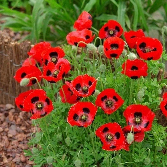 Lady Bird Poppy Seeds Pack – 200+ Papaver Rhoeas Annual Garden Seeds for Bright Red Blooms