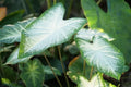 Caladium Bulbs for Planting - Aaron Varieties, Heart-Shaped Foliage, Perennial Caladium hortulanum