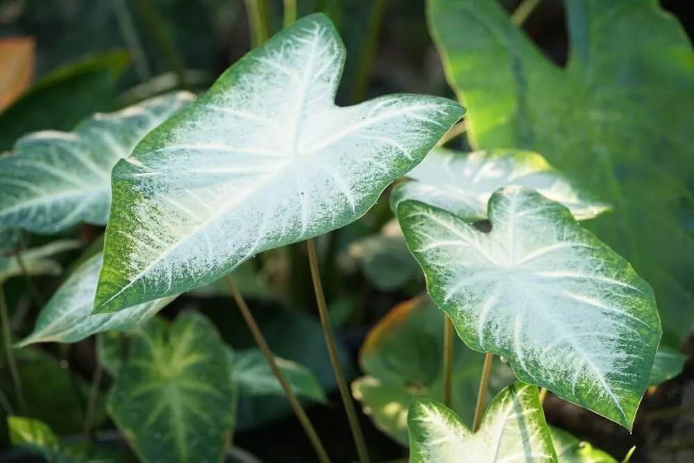 Caladium Bulbs for Planting - Aaron Varieties, Heart-Shaped Foliage, Perennial Caladium hortulanum