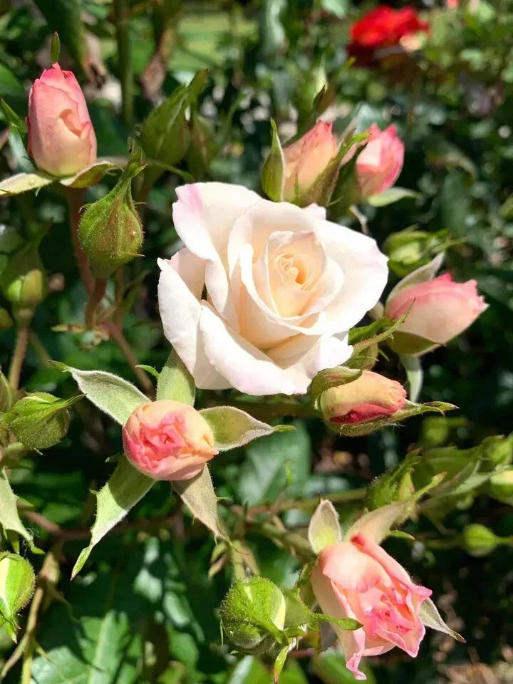 Fragrant White Swany Rose Shrub - 5 Stems for Planting, White Blooms, Rosa 'Swany' Garden Flower, Compact, Fragrant Rose Bush