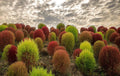 Kochia Seeds 100 Pack - Burning Bush Summer Cypress - Ornamental Foliage - Kochia scoparia