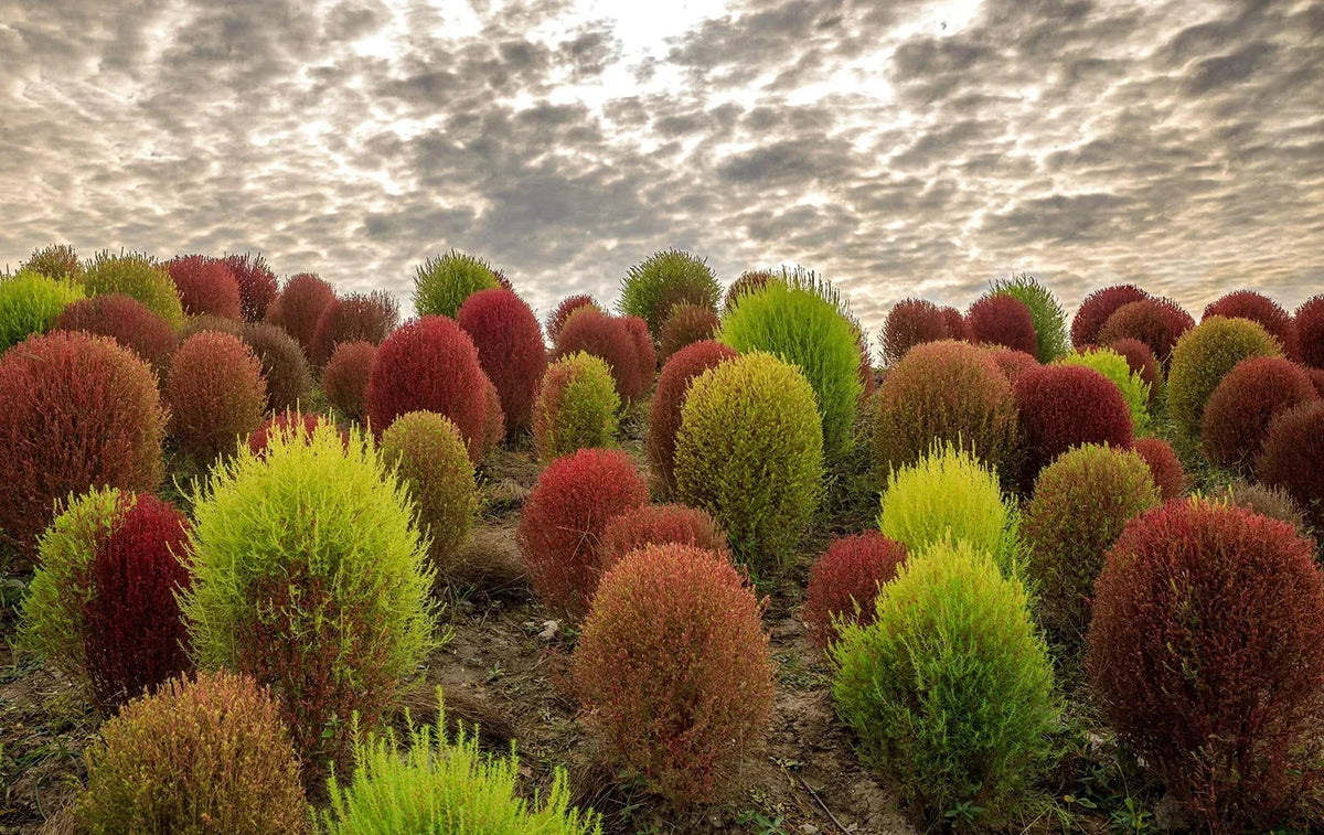 Kochia Seeds 100 Pack - Burning Bush Summer Cypress - Ornamental Foliage - Kochia scoparia