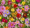 All Annual Wildflower Seed Pack - Native Mix for Gardens, Pollinator Attracting, Eco-Friendly Planting, Non-GMO Seeds