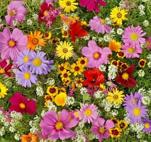 All Annual Wildflower Seed Pack - Native Mix for Gardens, Pollinator Attracting, Eco-Friendly Planting, Non-GMO Seeds