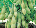 Organic Edamame Seeds - Midori Giant Glycine Max Soybean Variety, Non-GMO, Japanese & Chinese Cultivar, 100 Seeds