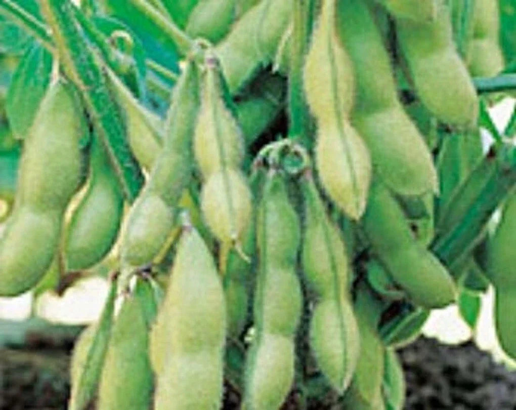 Organic Edamame Seeds - Midori Giant Glycine Max Soybean Variety, Non-GMO, Japanese & Chinese Cultivar, 100 Seeds