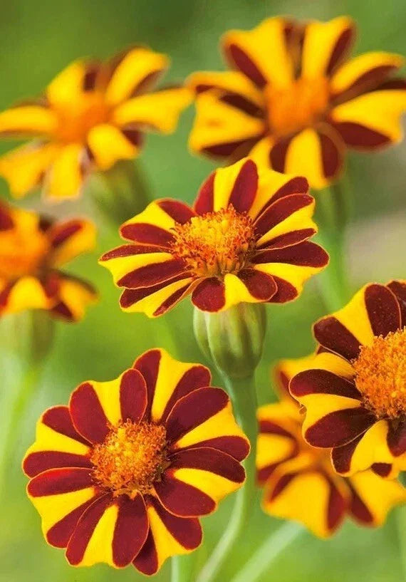Marigold Seeds - Court Jester Harlequin - 30 Non-GMO Tagetes patula Flower Seeds for Gardens & Borders