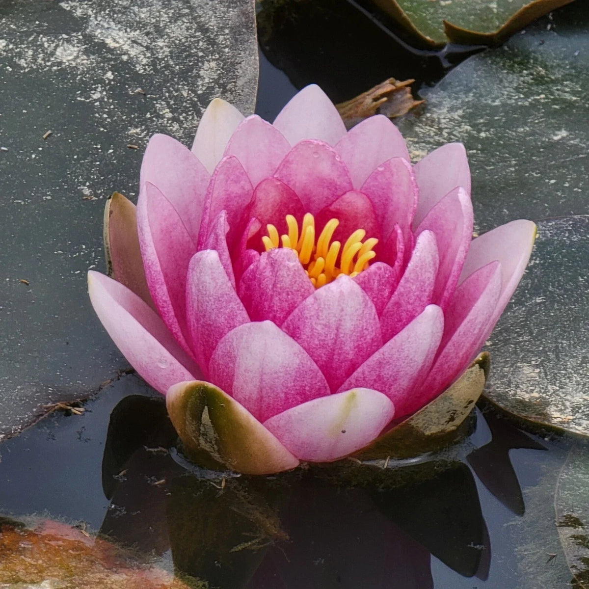 Pink Flowering Pond Lily Root Ball - Nymphaea spp. - USA Origin - Freshwater Aquatic Plant