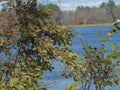 Winterberry Holly Seeds, Bulk Ilex verticillata, Deciduous Shrub for Landscaping, Native Plant Seeds