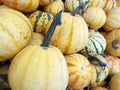 Pumpkin Seeds - Millionaire Variety - Cucurbita pepo, Large Vining Pumpkin Seeds, Full Sun, Organic Soil, Pack of 10