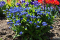 Forget-Me-Not Seeds, 25 Count Packet, Myosotis compindi, Blue Flowering Perennial Seeds for Borders, Containers & Gardens