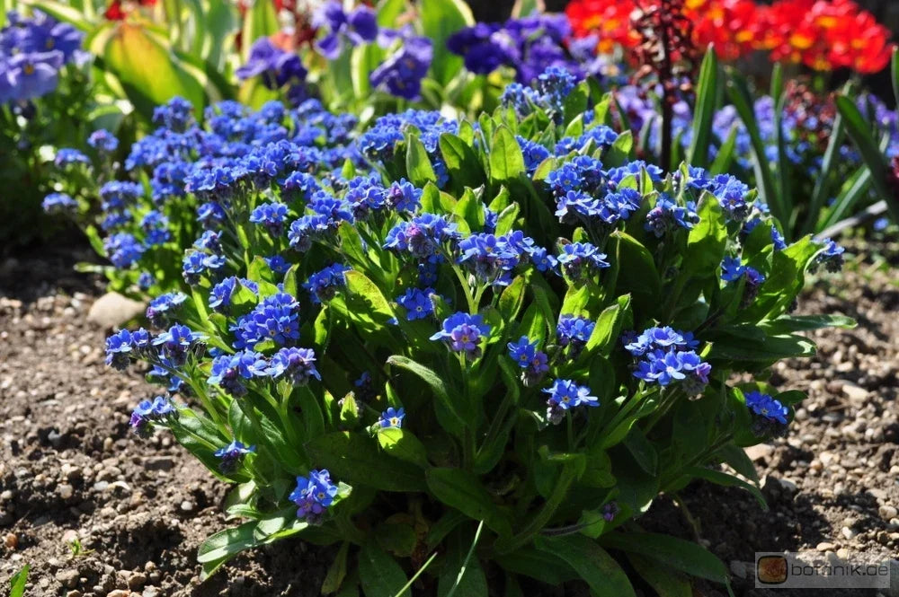 Forget-Me-Not Seeds, 25 Count Packet, Myosotis compindi, Blue Flowering Perennial Seeds for Borders, Containers & Gardens