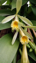 Vanilla Orchid Plant 2 ft Vine | Vanilla planifolia | Fragrant Vanilla Bean Climber for Indoor & Outdoor Gardens