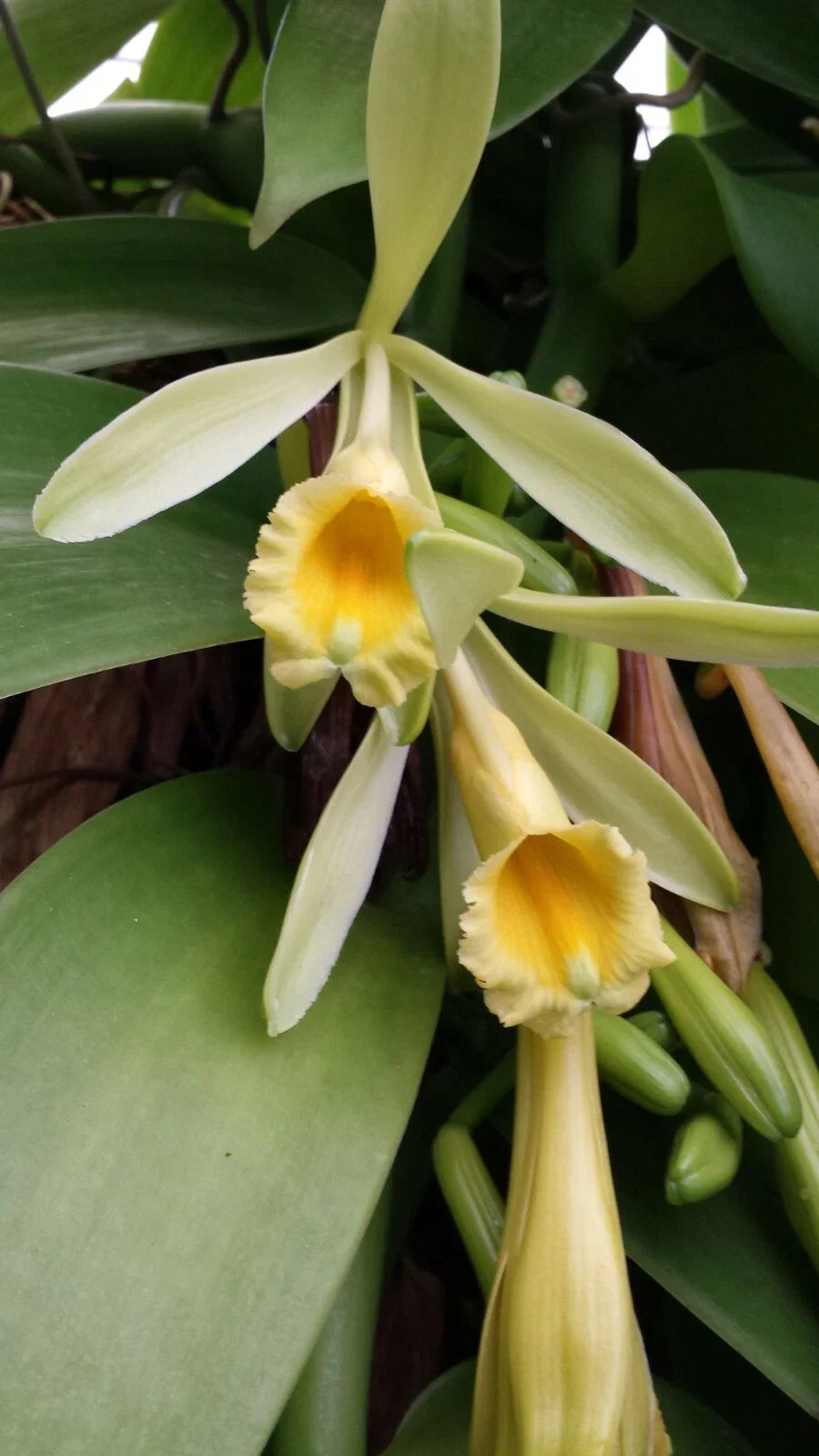 Vanilla Orchid Plant 2 ft Vine | Vanilla planifolia | Fragrant Vanilla Bean Climber for Indoor & Outdoor Gardens