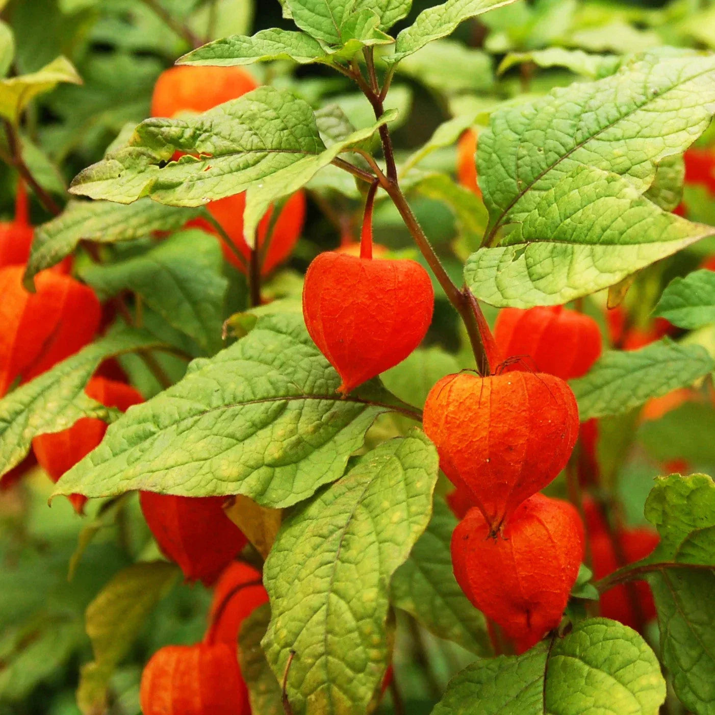 Chinese Lantern Plant Seeds - Red Orange Physalis Alkekengi - Ornamental Garden Seeds for Borders & Pollinator Attraction