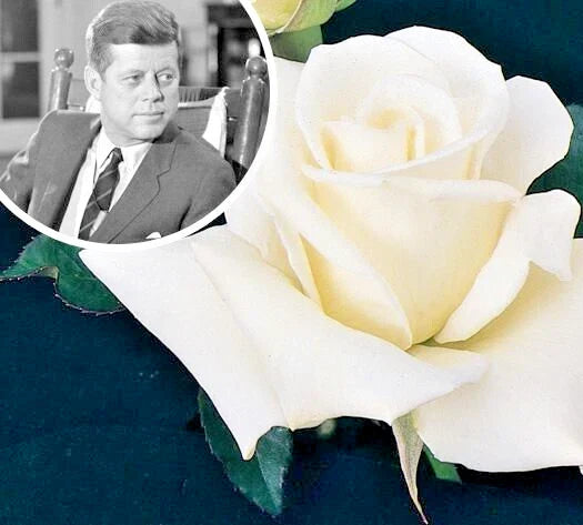 JFK White Rose Bush Cuttings - 6" Unrooted Live Shrub Plants - Rosa spp.