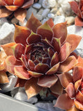 Live Sempervivum Coconut Crystal Succulent Plant | Drought & Cold Tolerant