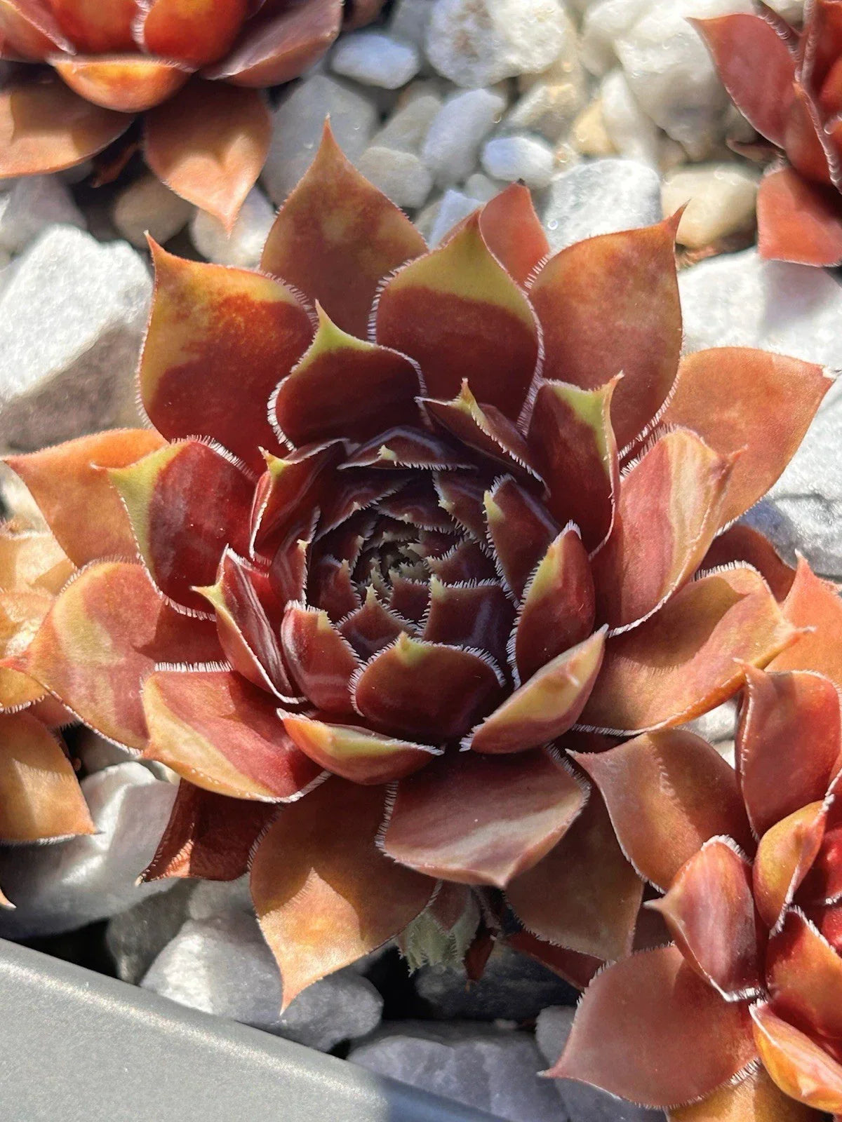 Live Sempervivum Coconut Crystal Succulent Plant | Drought & Cold Tolerant