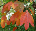 Sassafras albidum Cuttings Set of 10 – Unrooted Edible Wildlife Ornamental Plants