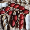 Early Spanish Peanut Seeds, Non-GMO, Arachis hypogaea, Compact Bush Plant, Vegetable Seed Pack