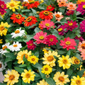 Zinnia Seeds - 100+ Profusion Mix - Colorful Garden Flowers - Zinnia elegans - Annual, Full Sun, Easy to Grow
