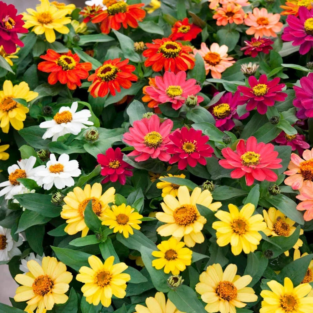 Zinnia Seeds - 100+ Profusion Mix - Colorful Garden Flowers - Zinnia elegans - Annual, Full Sun, Easy to Grow