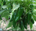 Jumbo Jalapeño Pepper Seeds - Heirloom Capsicum annuum for Stuffing & Spicy Dishes, 50+ Seeds Pack