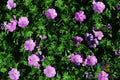 Glenluce Geranium Seeds - 25+ Pack Pelargonium x hortorum for Garden, Containers, Hanging Baskets