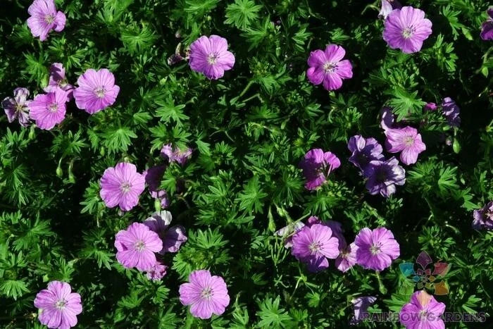 Glenluce Geranium Seeds - 25+ Pack Pelargonium x hortorum for Garden, Containers, Hanging Baskets