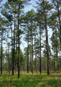 Longleaf Pine Seeds 20 Count Pinus palustris Native Drought-Tolerant Tree for Reforestation & Landscaping