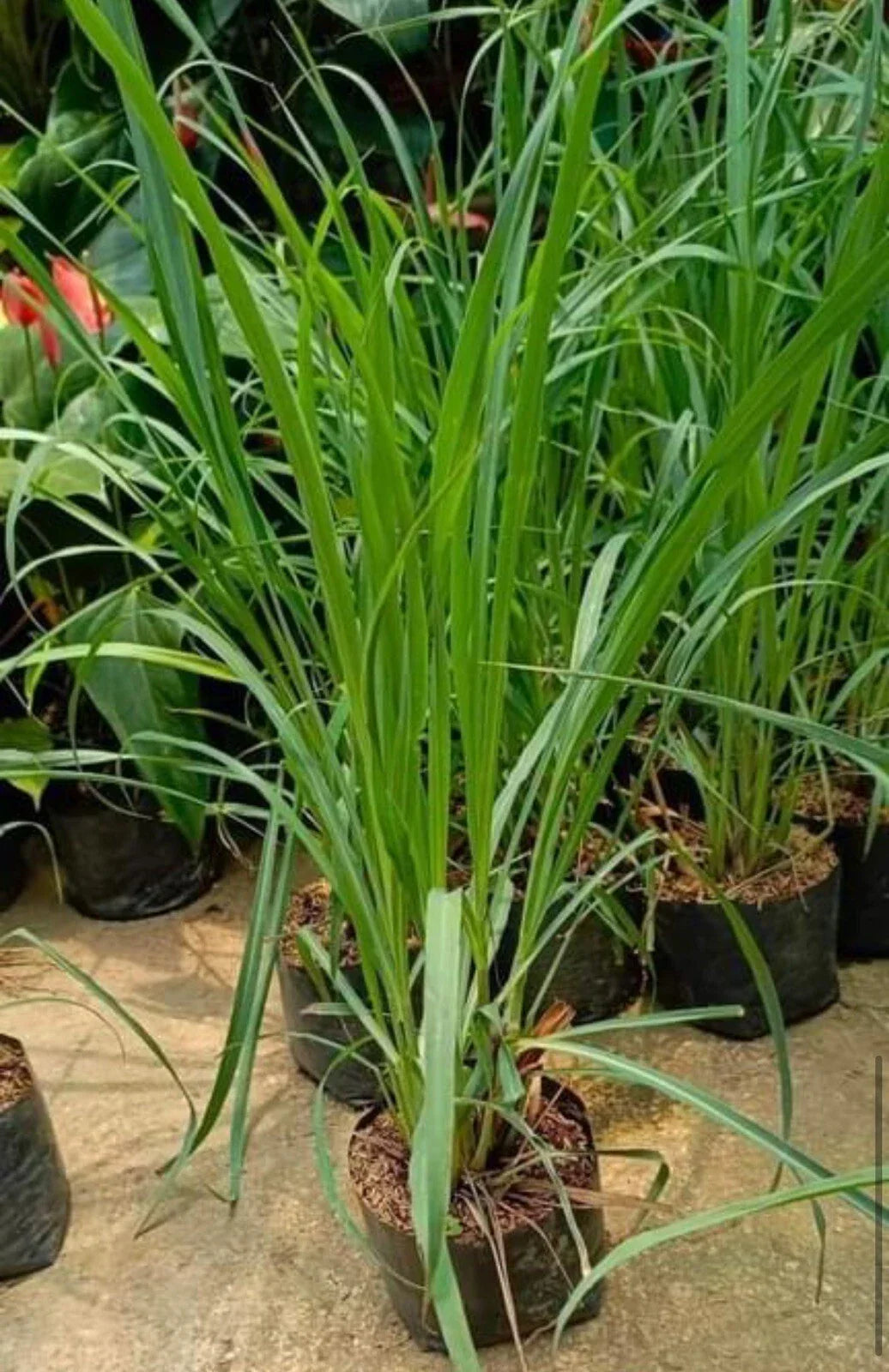 Lemon Grass Seeds – Non-GMO Cymbopogon citratus for Cooking & Tea – 200+ Premium Herb Seeds for Indoor & Outdoor Gardening
