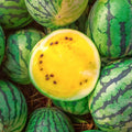 Yellow Petite Watermelon Seeds | Heirloom Mini Dwarf Citrullus lanatus | Compact, Sweet, Juicy Melon Seeds for Small Gardens & Containers