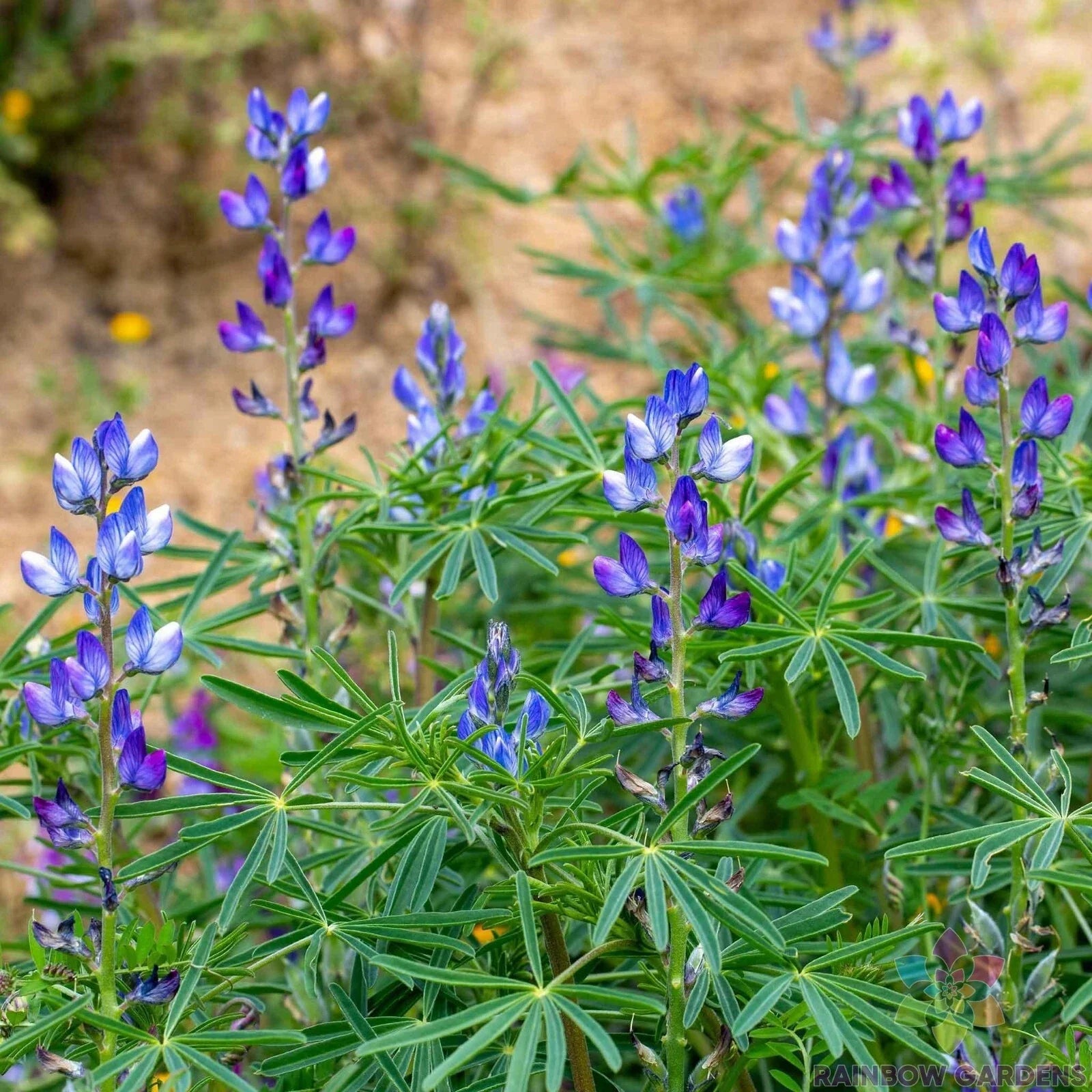 Blue Annual Lupine Seeds - 25+ Pack, Lupinus angustifolius, Vibrant Blue Flowers, Easy to Grow, Garden Planting, Pollinator Attractant